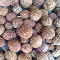 Ayurvedic Herb Gorakhmundi