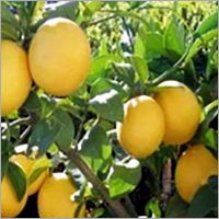 Tissue Culture Lemon Plants