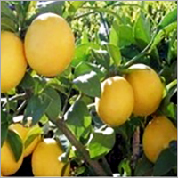 kinnu fruits plants