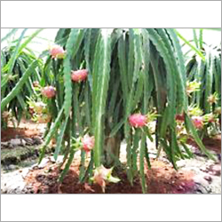 Dragon Fruit Plant - 6 Inches Red Variety | High Shelf Life of 15 Years Thrives in Low Water Conditions Ideal for Diabetic Diets