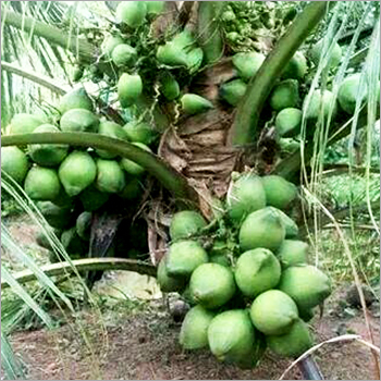Coconut Plants