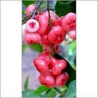 Rose Apple Plant