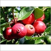 strawberry Guava Plants