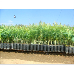 Eucalyptus Clonal Plants