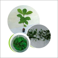 Tissue Culture Teak Plants