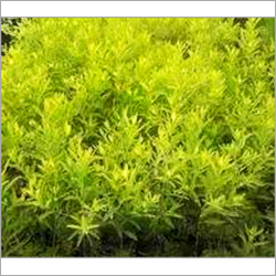 Sandal Wood Plants
