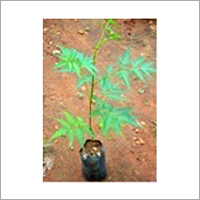 Malbari Neem Plant