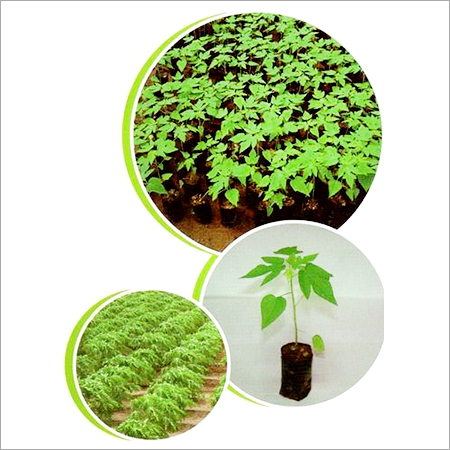 Papaya Plant
