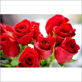 Fresh Red Roses