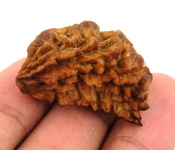 Original Rudhraksh One Mukhi Kaju Dana