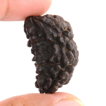 Original Rudhraksh One Mukhi Kaju Dana - 33MM
