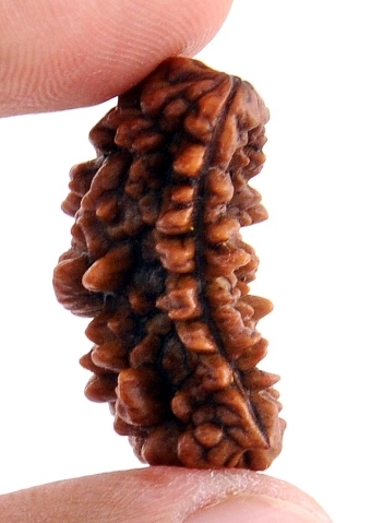 Benefits of One Mukhi Rudraksha Beads