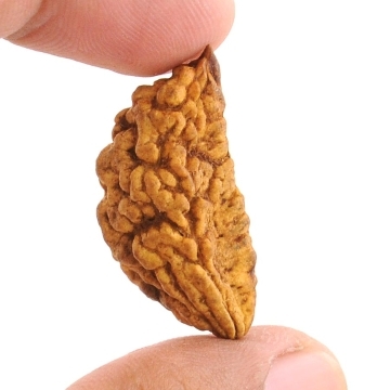 Certified One Mukhi Half Moon Rudraksha- 32MM