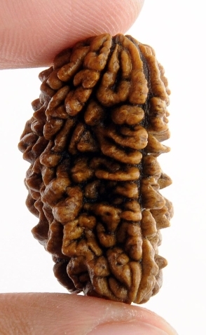 Certified One Mukhi Rudraksha Kaju Dana