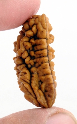 Light Brown Color 32MM One Mukhi Rudraksha