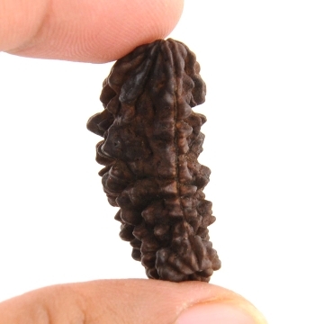 One Mukhi Kaju Dana 32MM Natural Rudraksha