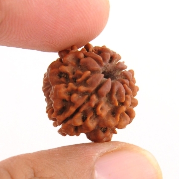 Natural Round One Mukhi Rudraksha Bead - 18MM