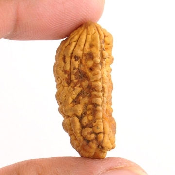 One Mukhi Kaju Dana Natural Rudraksha-33MM