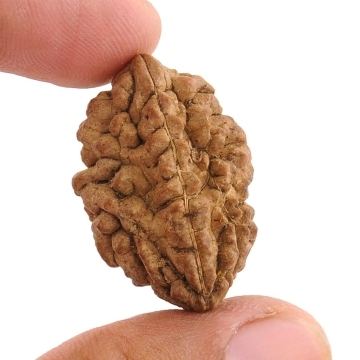 2 Mukhi Nepalese Holy Rudraksha For Unity - 32MM