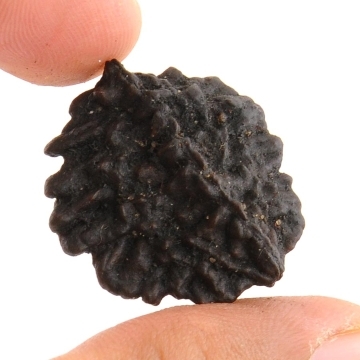 2 Mukhi Nepalese Holy Rudraksha For Unity - 28MM