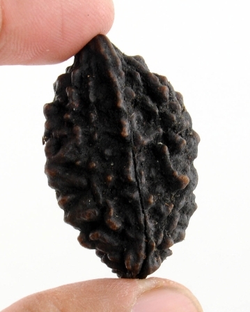 Rare 2 Mukhi 40MM Natural Rudraksha Bead