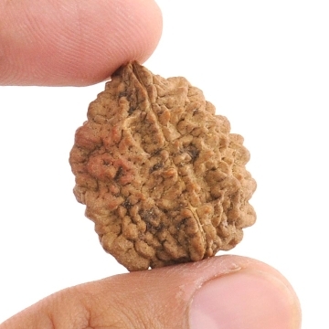Rare 2 Mukhi Natural Rudraksha Bead - 28MM