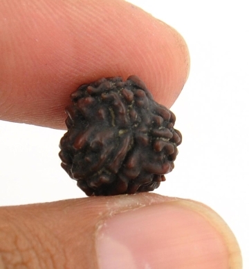 3 Mukhi Rudraksha- Symbolic of Lord Agni
