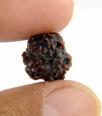 3 Mukhi Rudraksha - Teen Mukhi Rudraksha