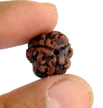 3 Mukhi Rudraksha Buy Online