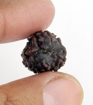 3 Mukhi Original Genuine Rudraksha
