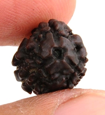 3 Mukhi Rudraksha - Symbol of Three Deva-13MM