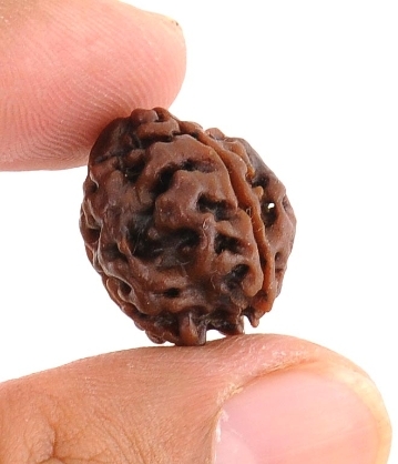 3 Mukhi Rudraksha - Symbol of Three Deva -19MM