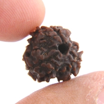 3 Mukhi Rudraksha - Symbol of Three Deva -13MM