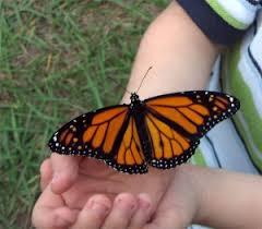 Naturalistic intelligence