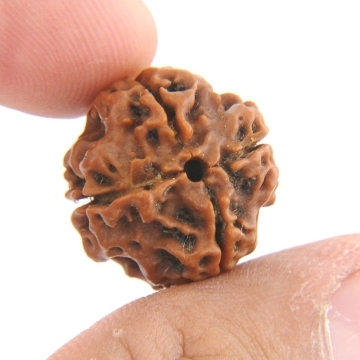 IGL Certified Natural 4 Mukhi Rudraksha - 18MM