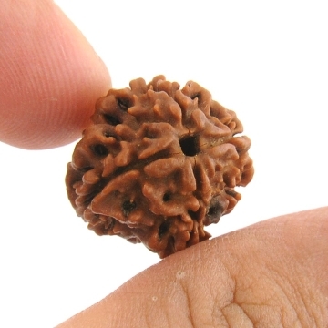 IGL Certified Natural 4 Mukhi Rudraksha - 17MM