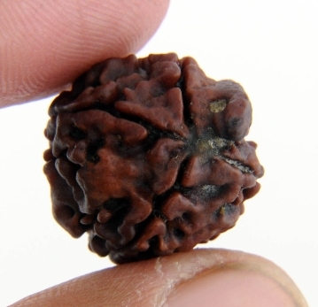 Natural 4 Mukhi Lord Ganesha Rudraksha - 18MM