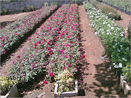 Nursery Flower Plants