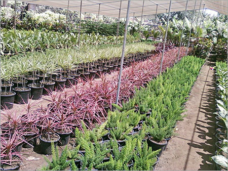 Indian Ornamental Plants