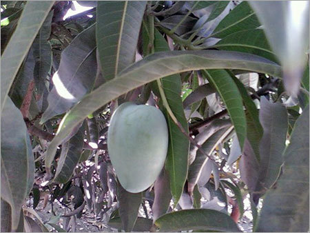 Fresh Kesar Mango