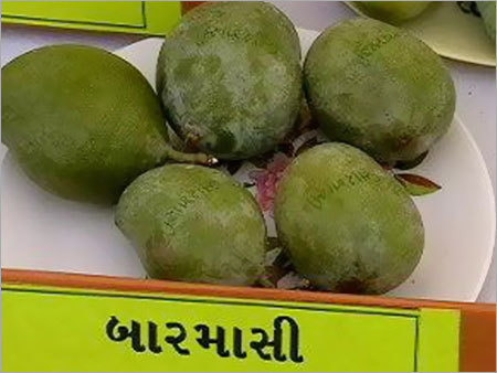Baramasi Mango