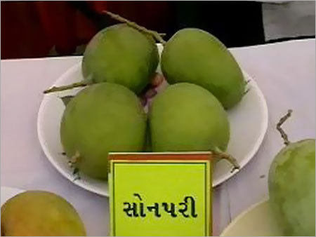 Son Pari Mango