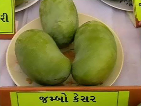 Jumbo Kesar Mango