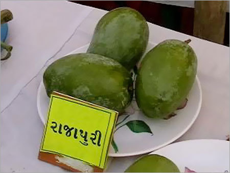 Rajapuri Mango