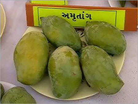 Amrutang Mangoes