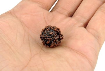 5 Mukhi Rudraksha Seed from Nepal