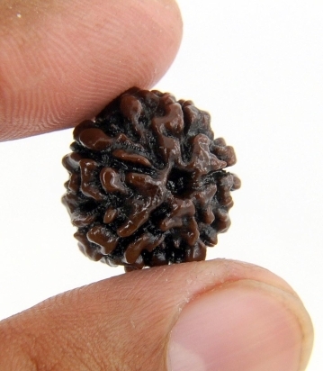 Certified 5 Mukhi Rudraksha Seed from Nepal