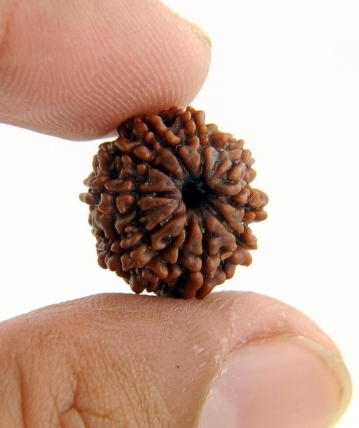 Auspicious 5 Mukhi Rudraksha Seed from Nepal