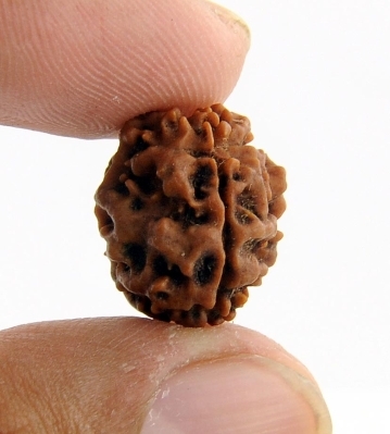 Effects of 5 Mukhi Rudraksha Seed