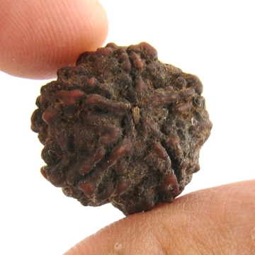 Auspicious 5 Mukhi Rudraksha Seed from Nepal